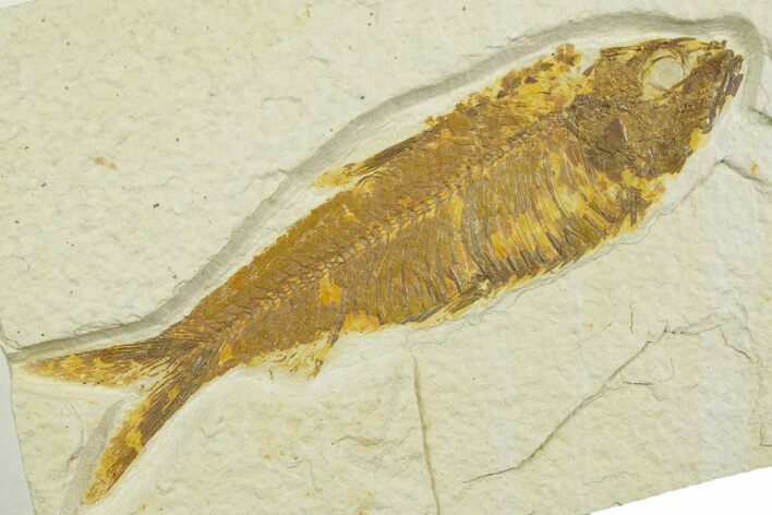 Detailed Fossil Fish (Knightia) - Wyoming #369427